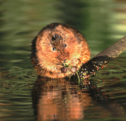 Water Vole - copyright Andrew Parkinson